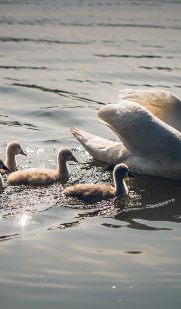 Красивый белый лебедь с птенцами в воде 