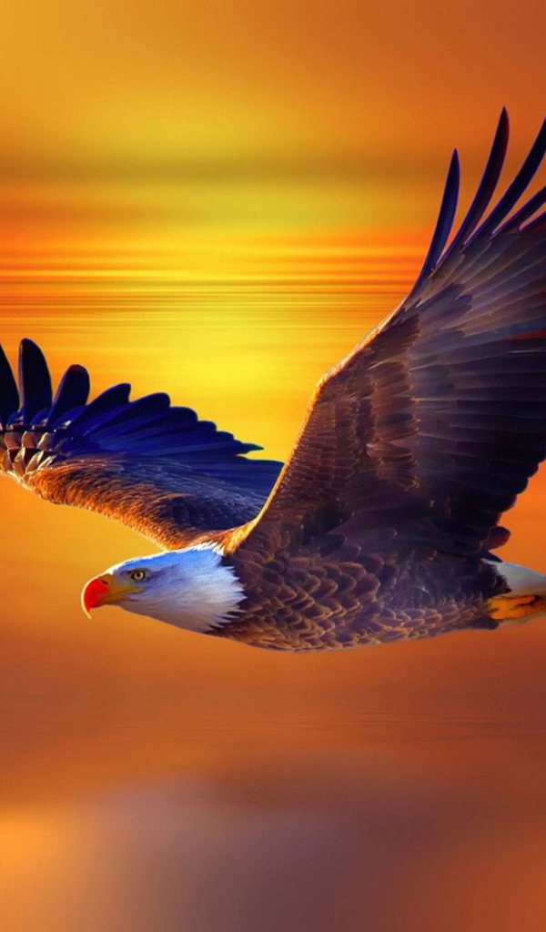 Большой белоголовый орлан в небе на закате 