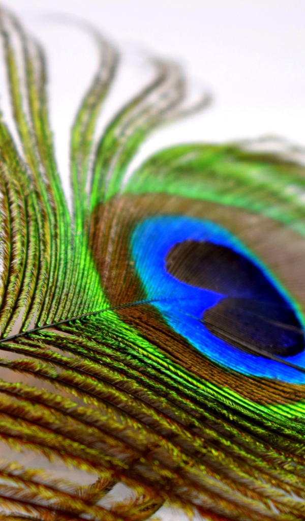 Большое красивое перо павлина крупным планом