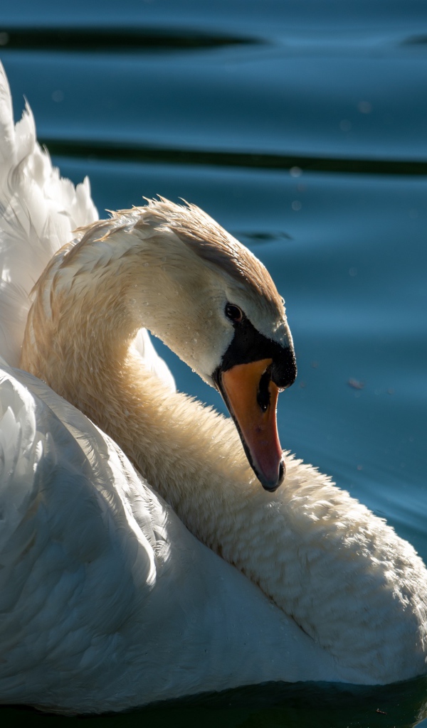 Большой красивый белый лебедь в воде крупным планом