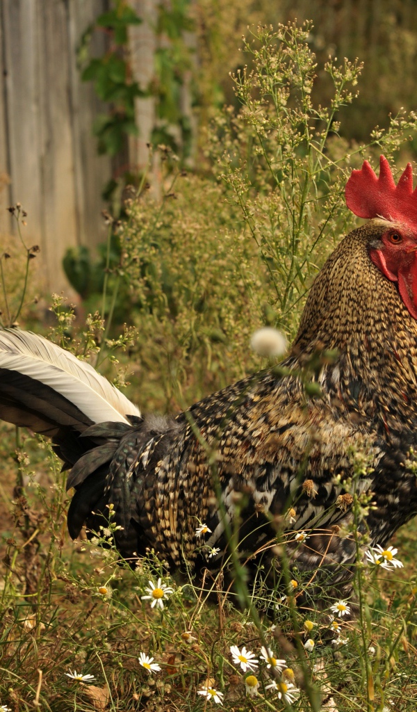 Большой коричневый петух у забора 