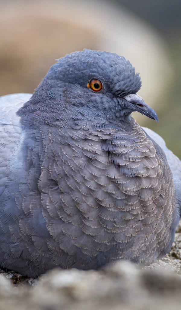 Большой голубь сидит на земле