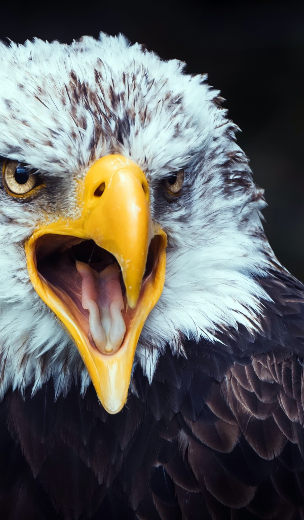 Большой орел открытым желтым клювом 