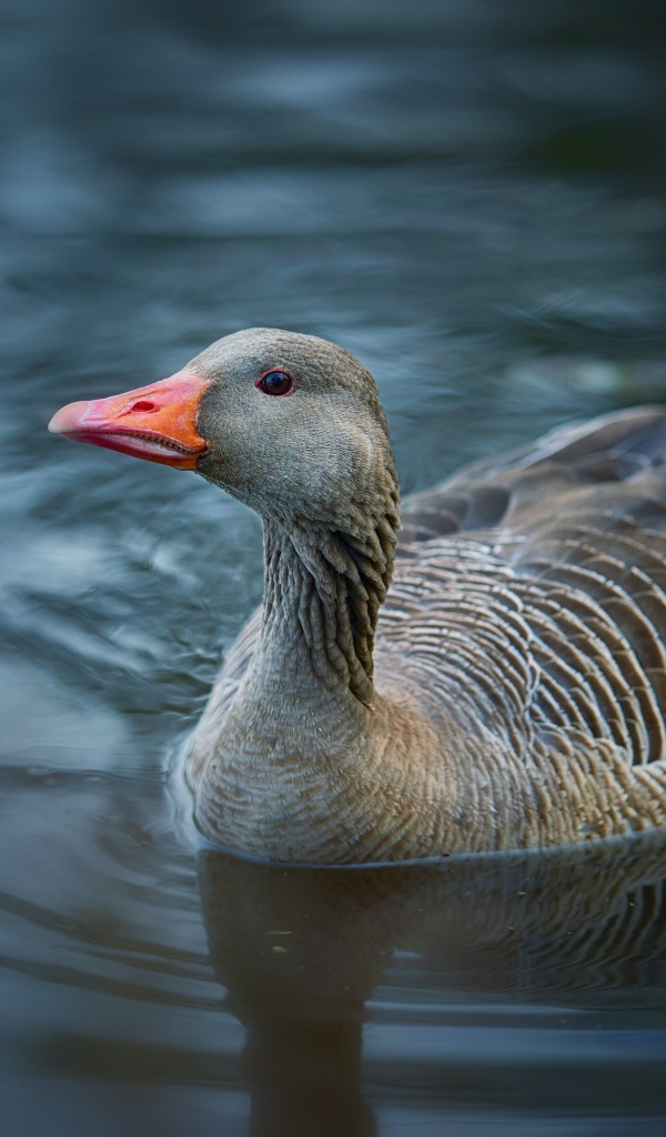 Большой серый гусь плавает в воде 