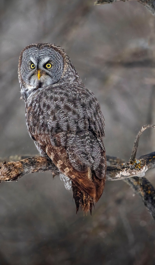Большая серая сова с желтыми глазами на ветке в лесу