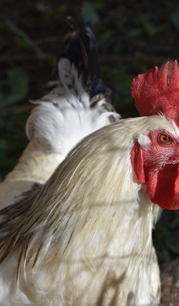 Большой домашний петух во дворе 