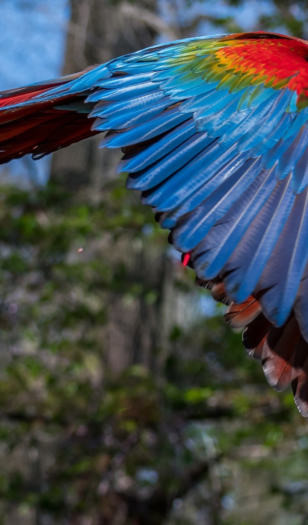 Большой попугай ара летит в воздухе 