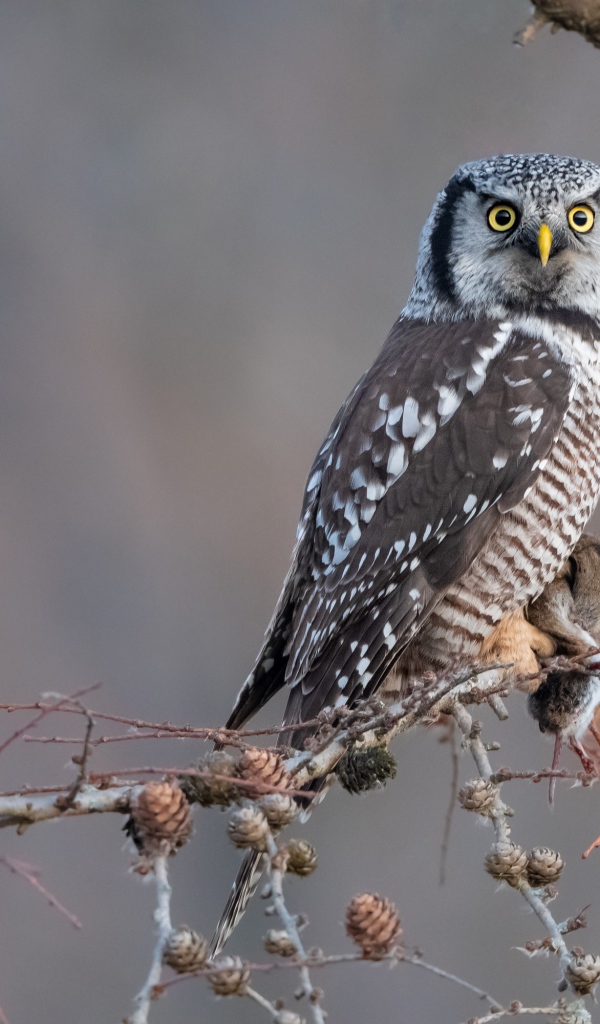 Большая сова сидит на ветке с добычей 