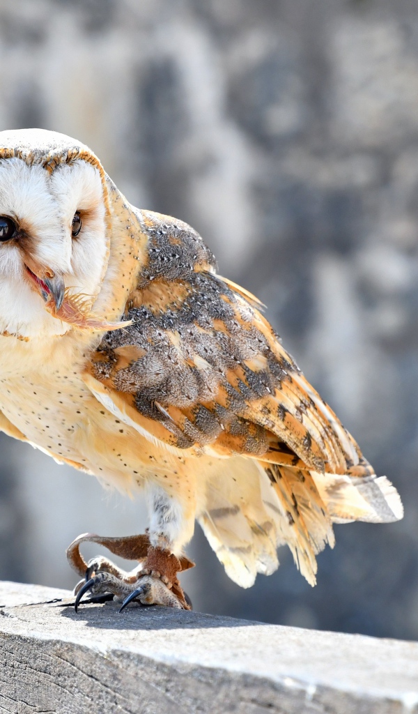 Большая сова сидит на заборе 