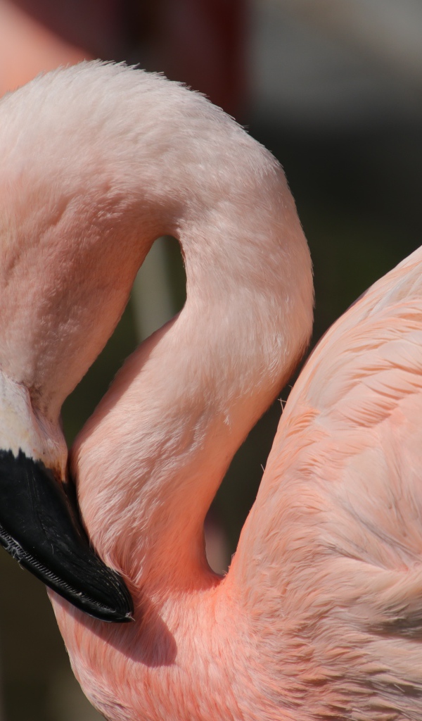 Большой розовый фламинго крупным планом 