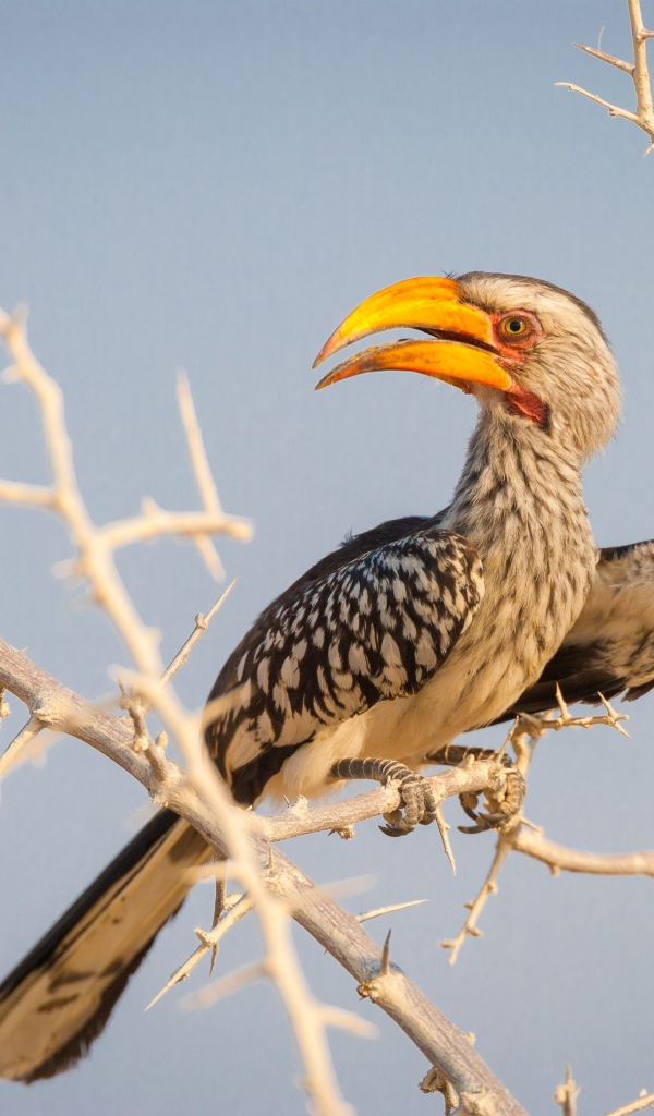 Большая птица носорог сидит на ветке 