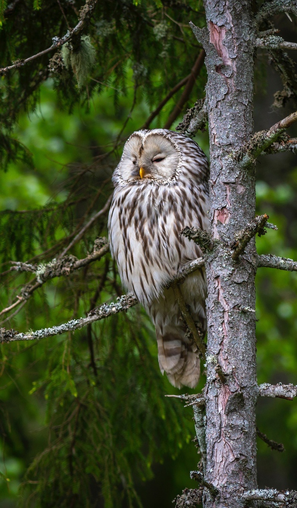 Большая сонная сова на ветке ели