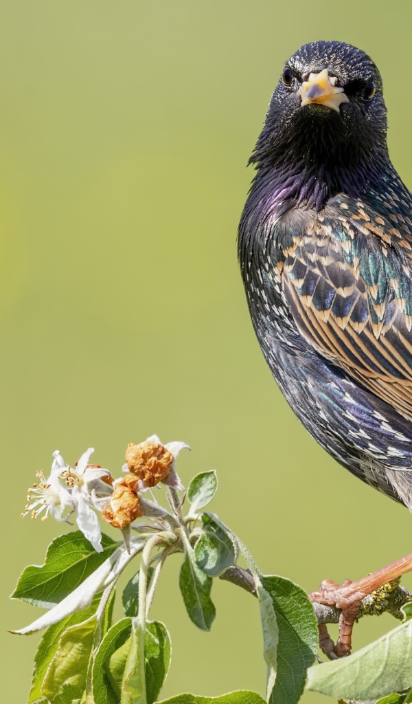 Большой скворец сидит на ветке дерева 