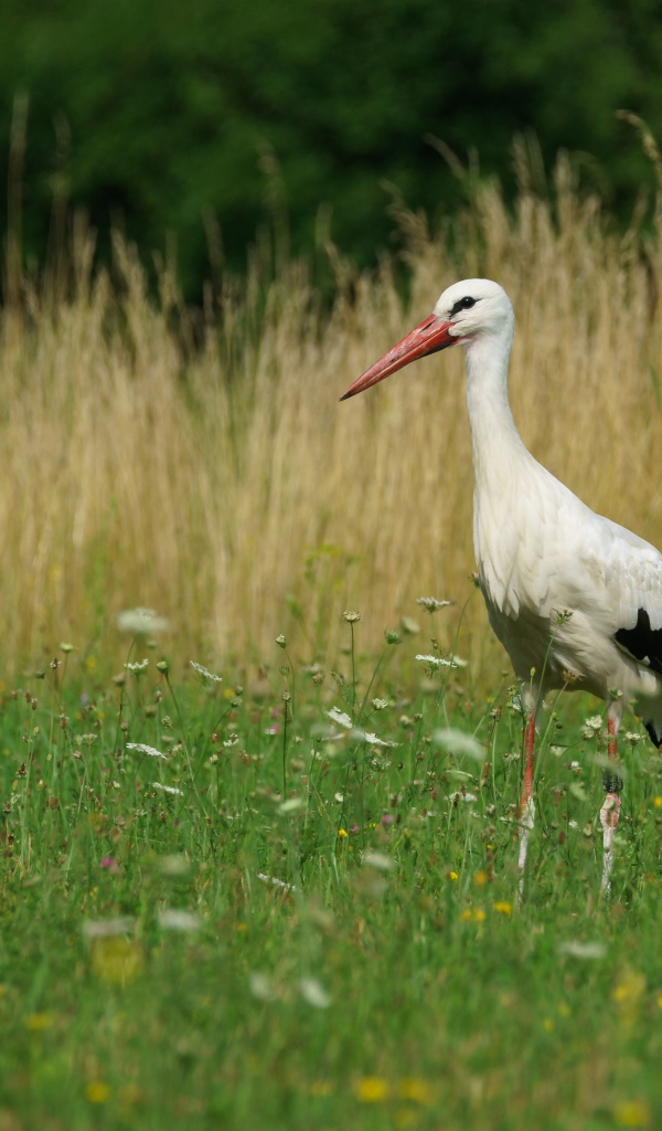 Большой аист идет по зеленой траве