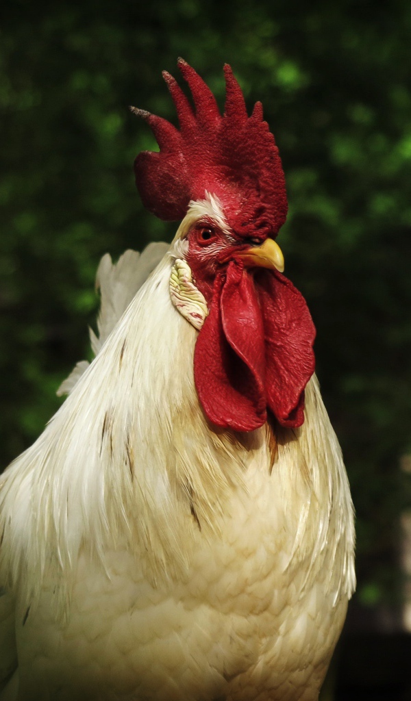 Большой  белый домашний петух с красным гребнем