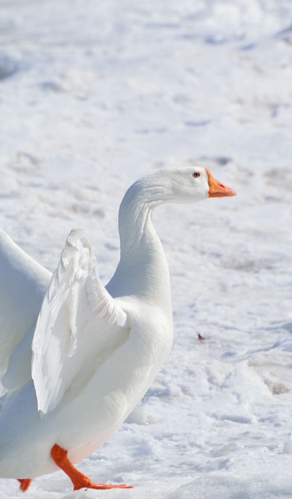 Большой белый домашний гусь на снегу 