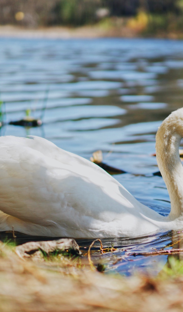 Большой белый лебедь на берегу пруда в воде