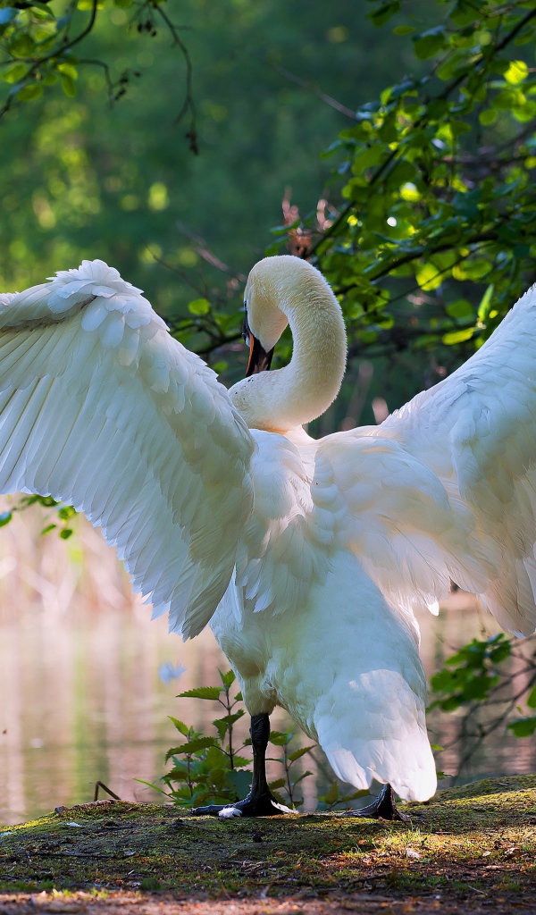 Большой белый лебедь расправил крылья у пруда