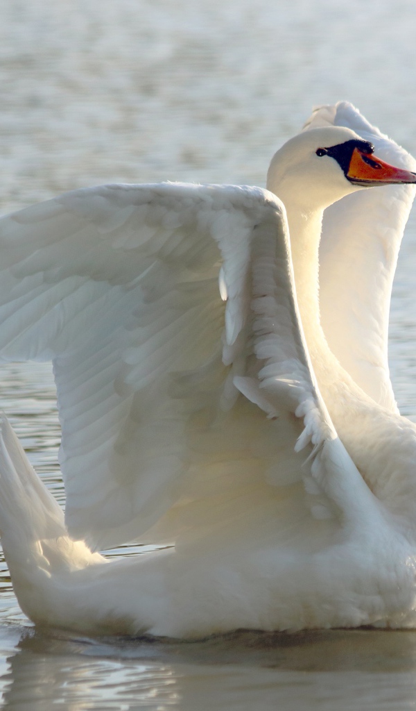 Большой белый лебедь расправил крылья в пруду