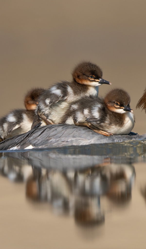 Птица в воде с маленькими птенцами 