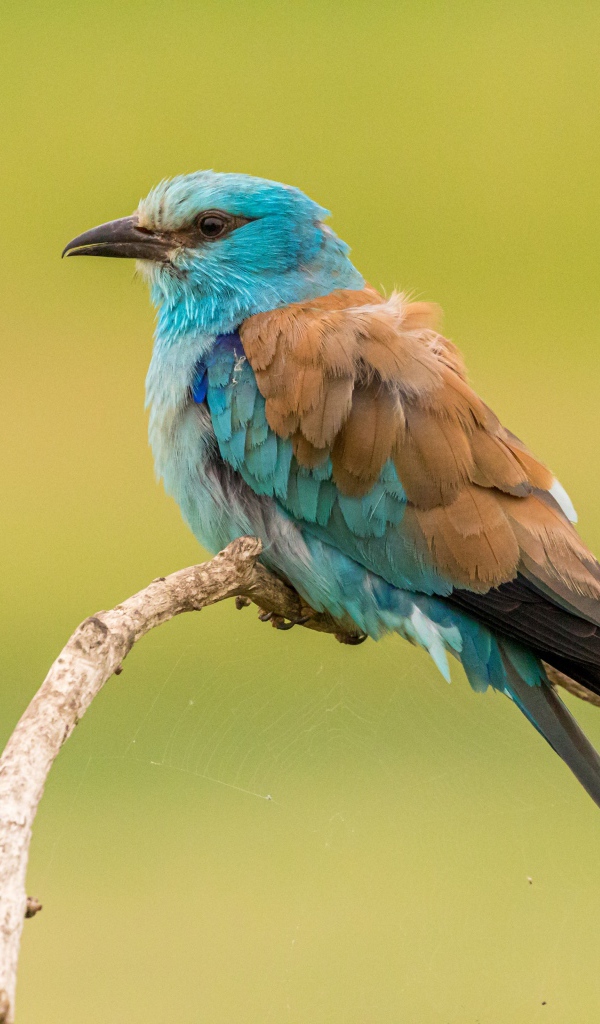 Птица зимородок  сидит на ветке на желтом фоне