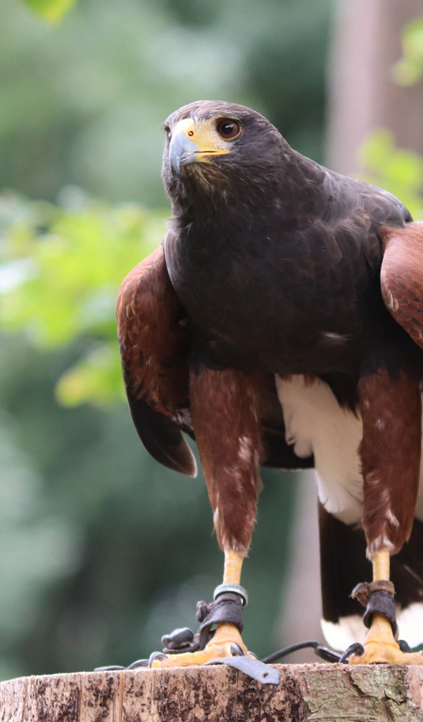 Хищная птица сидит на пне 