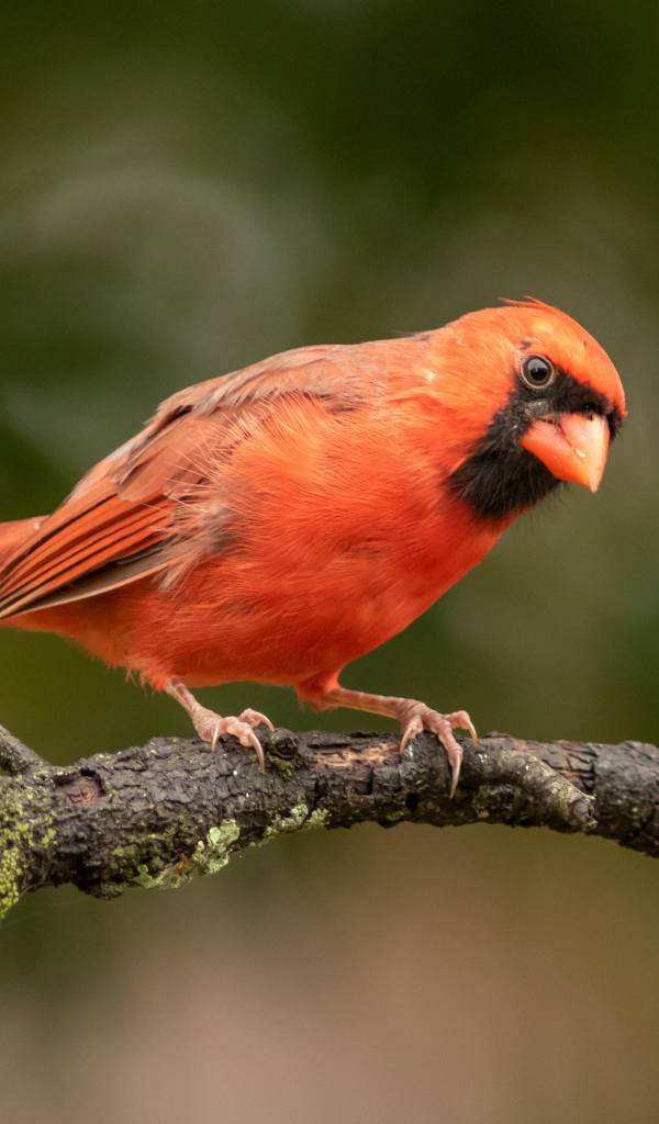 Птица красный кардинал на ветке дерева