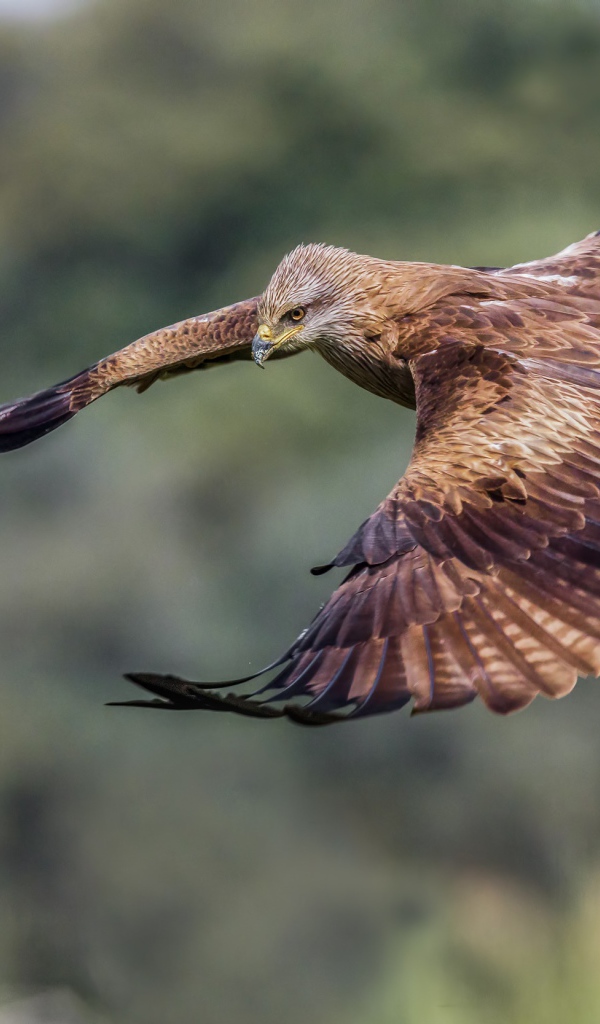 Черный коршун на охоте