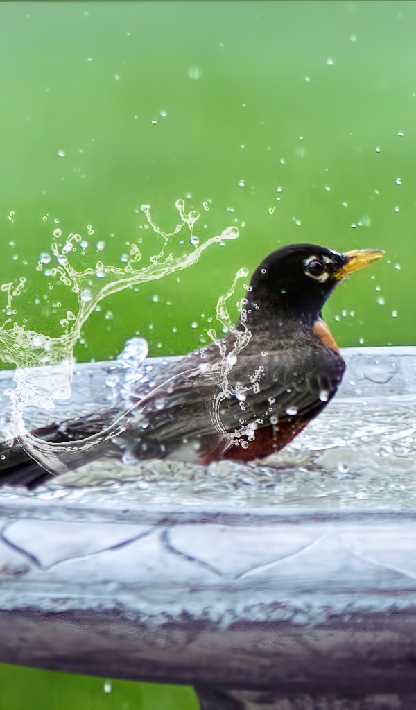 Черный скворец купается в воде 