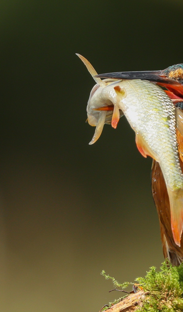 Яркая птица зимородок с рыбой в клюве