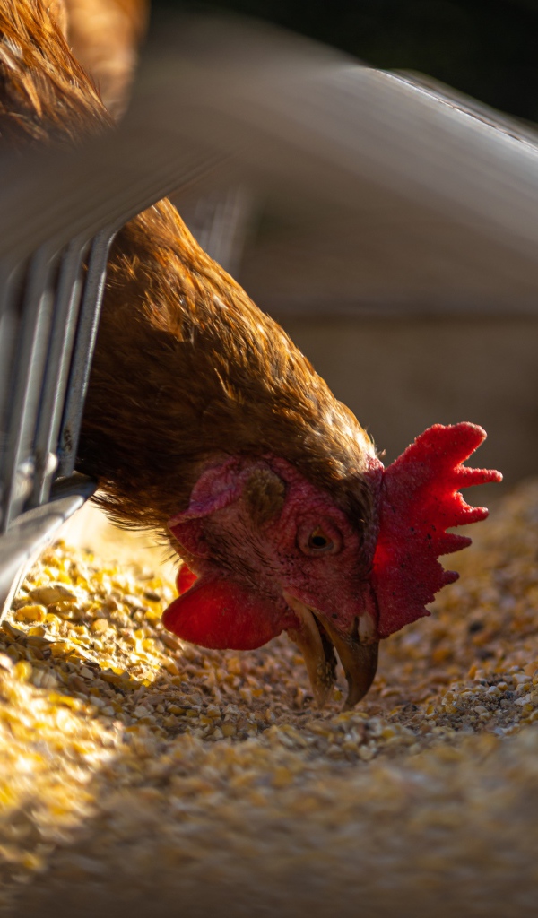 Курица ест корм на ферме 