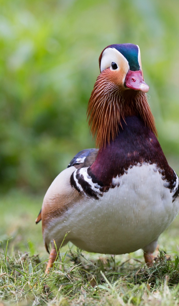 Милая уточка мандаринка идет по траве