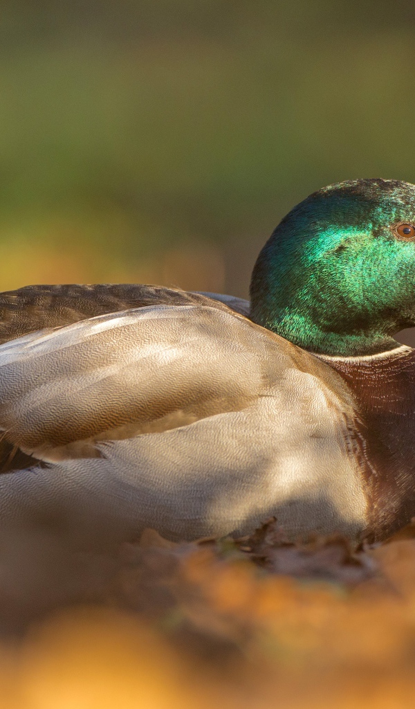 Утка сидит на сухой листве 