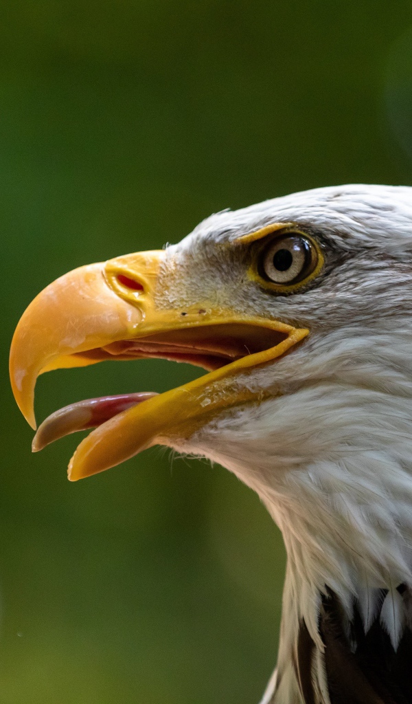 Орел с острым открытым клювом 