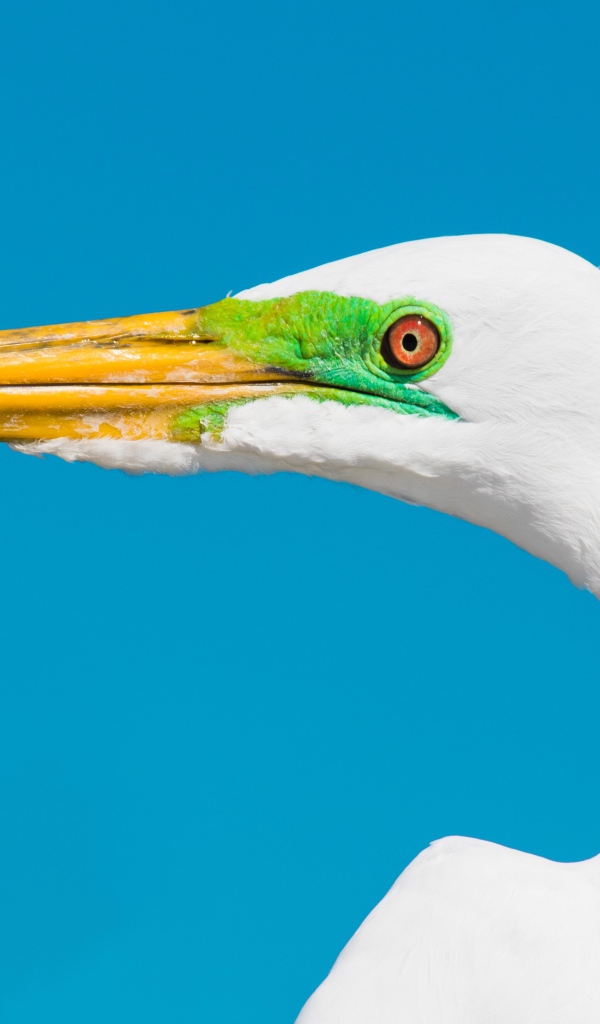 Голова белой цапли с острым клювом на голубом фоне 