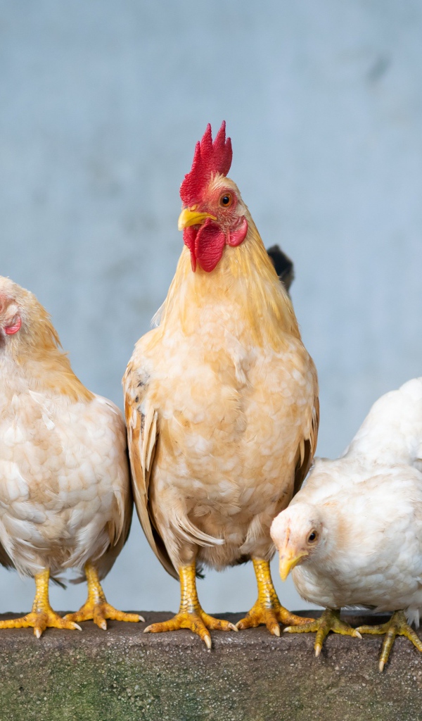 Пять домашних кур крупным планом