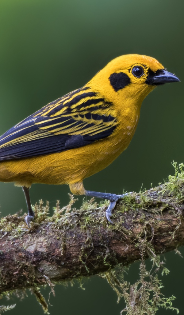 Птица золотая тангара сидит на ветке 