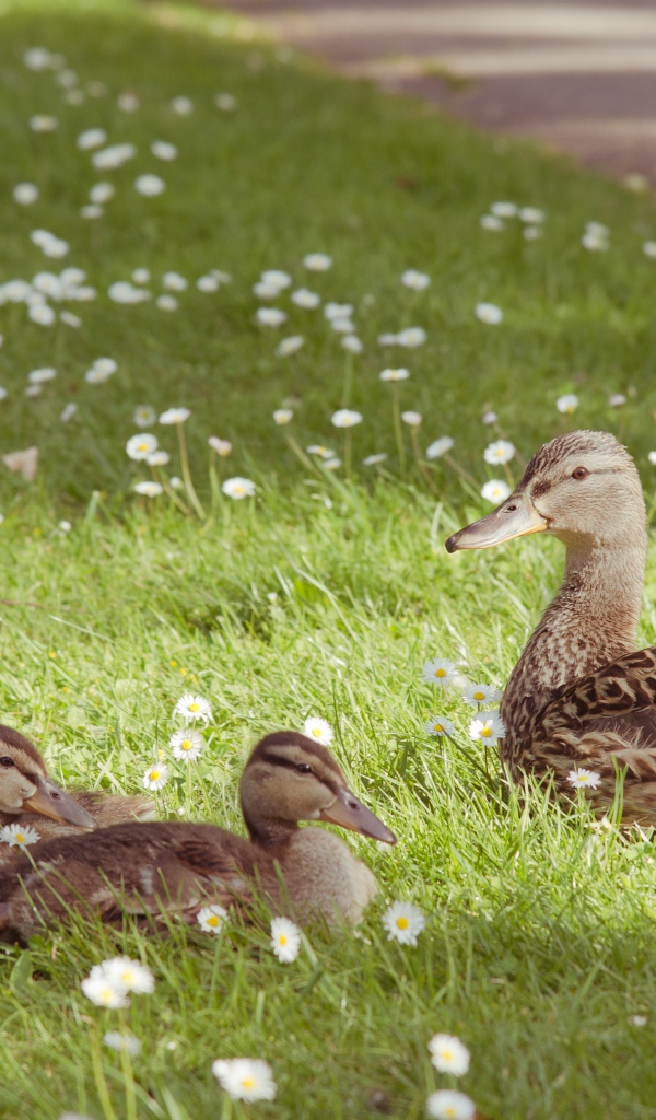 Серая утка с утятами на зеленой траве с белыми ромашками