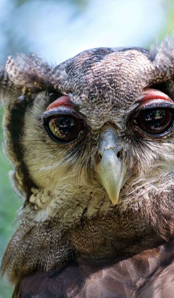 Серая сова с большими глазами