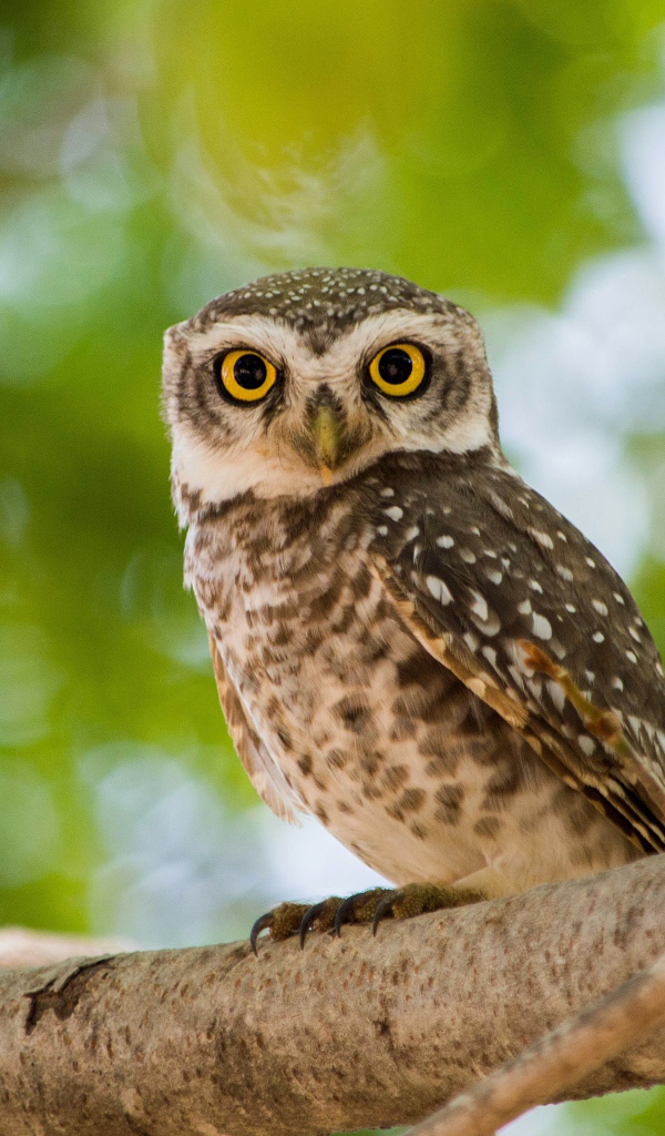 Серая сова с  большими желтыми глазами на дереве