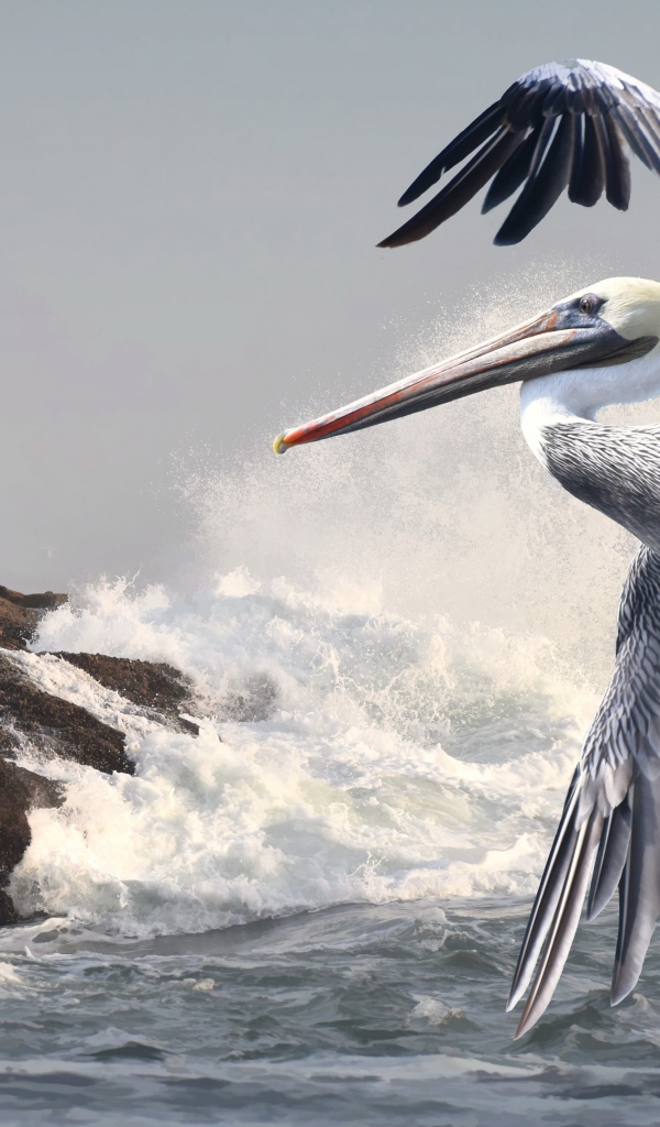 Большой пеликан летит над морскими волнами