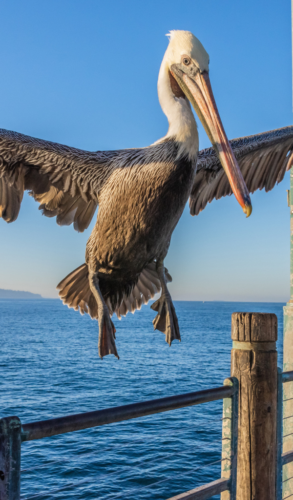 Большой пеликан садится на перила 