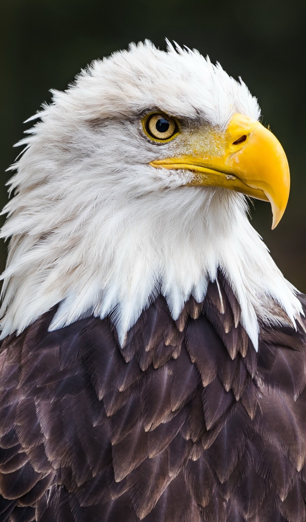 Большой белоголовый орлан с острым желтым клювом