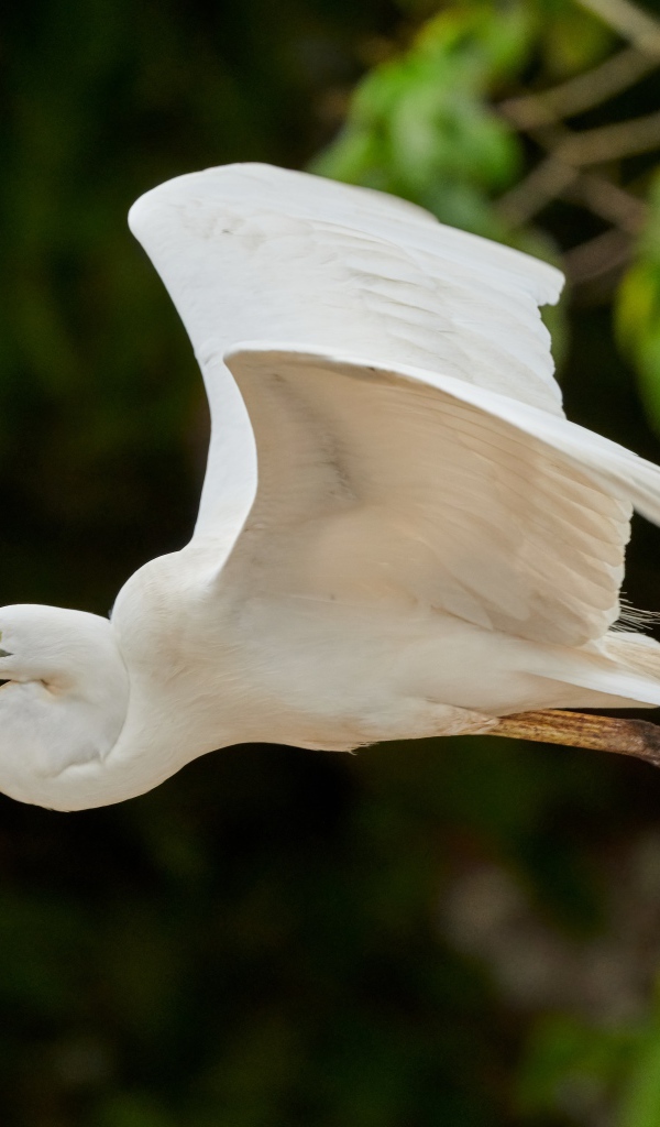 Большая белая цапля пролетает над землей