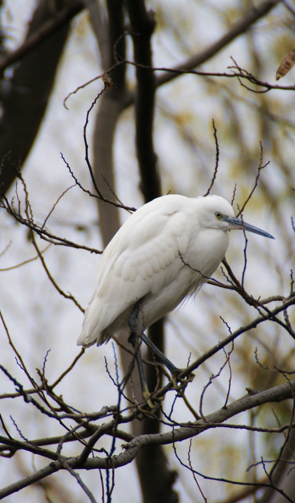 Большая белая цапля сидит на ветке дерева 