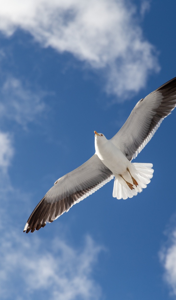 Большая серая чайка в голубом небе 