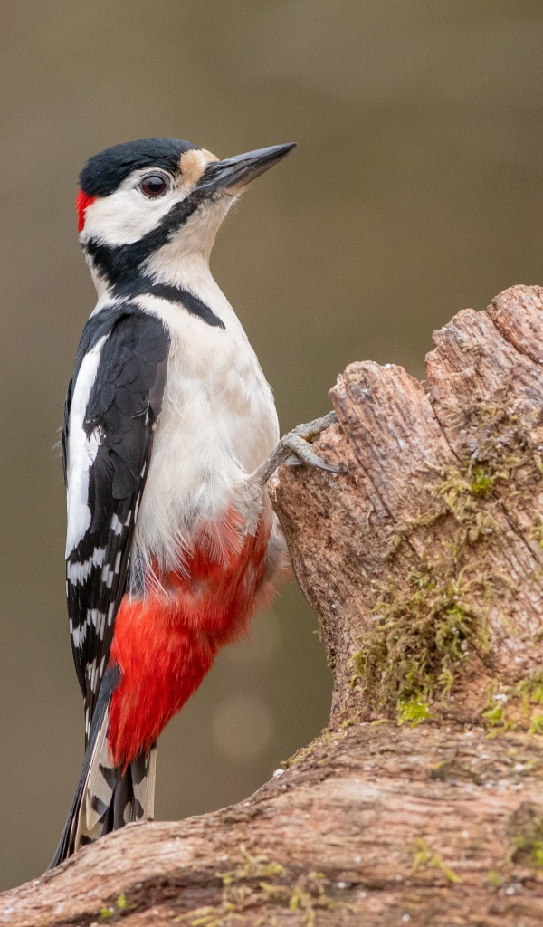 Большой пестрый дятел сидит на сухом дереве 