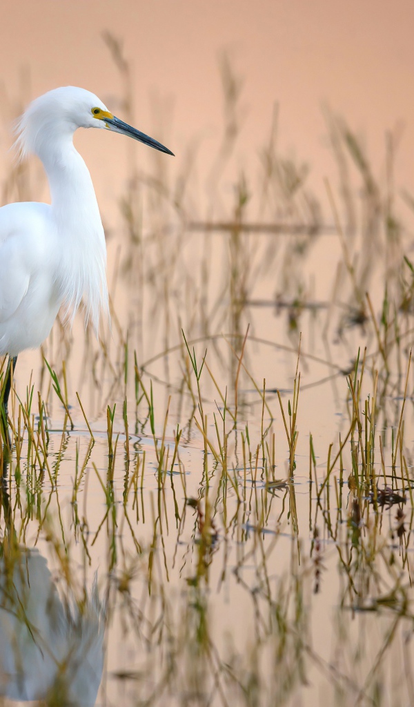 Большая белая цапля в воде на охоте
