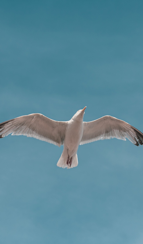 Большая белая чайка летит в голубом небе