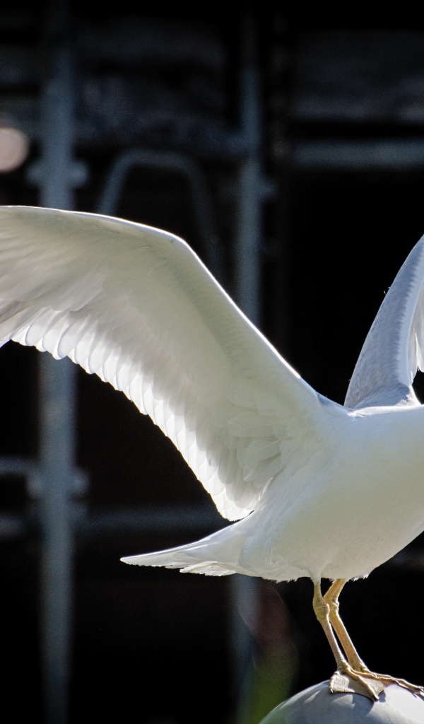 Большая белая чайка сидит на камне 